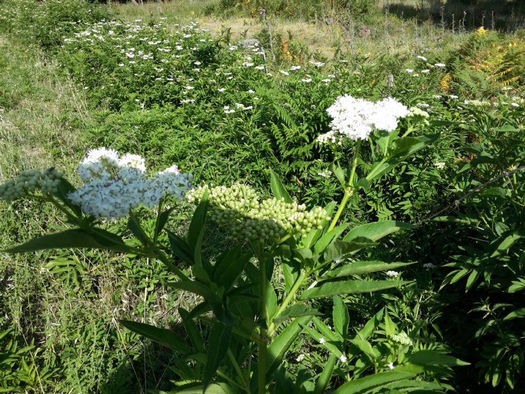 a 600 mslm - Sambucus ebulus